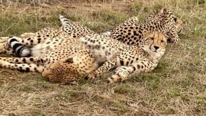 cheetahs