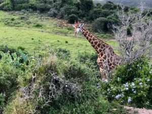 giraffe