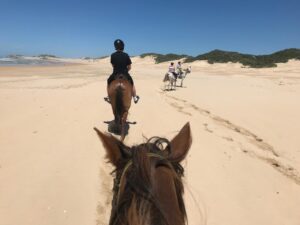 horses